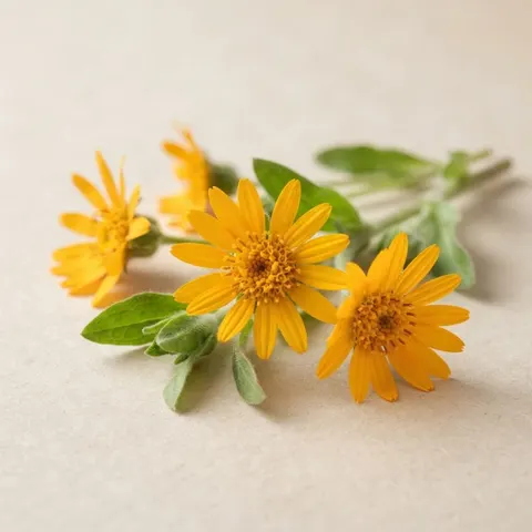 Estratto di fiori di arnica (Arnica montana) — ArtiZynt gel