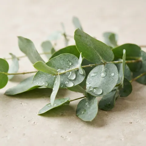 Olio di foglie di eucalipto (Eucalyptus globulus) — ArtiZynt gel